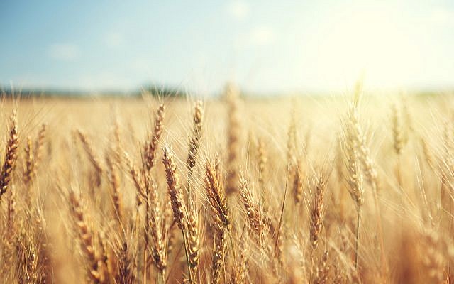 A golden wheat field. (iStock)