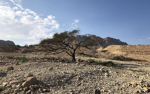 Acacia Tree in the desert. (The Times of Israel/Sue Surkes)