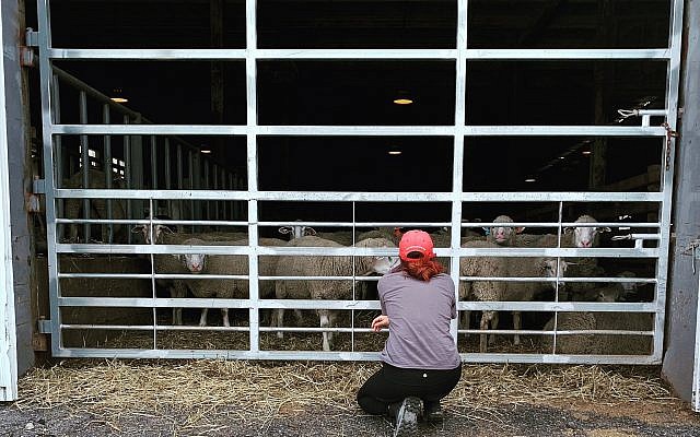 Author Juliet Stein, kneeling before sheep and lambs on their way to slaughter.