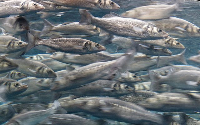 https://pixabay.com/photos/fish-swarm-movement-sardines-406564/