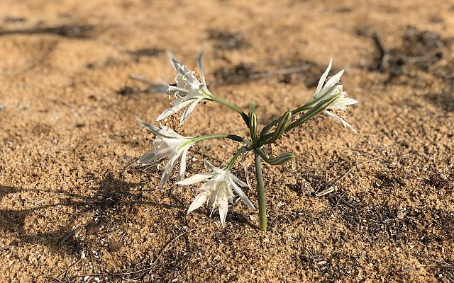 Sand Daffodil, the Negev
(Photo: Sari Friedman, 2019)
