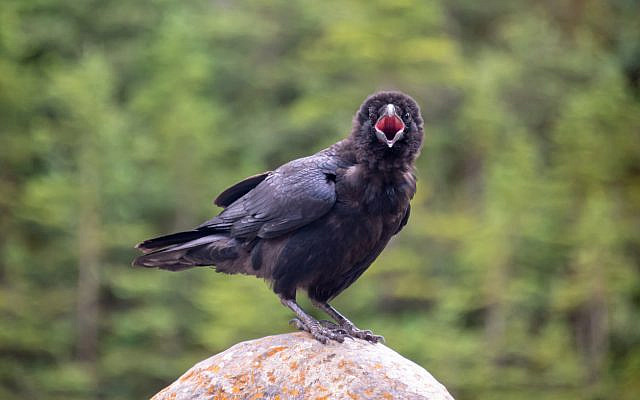 Close up of a common raven (Corvus corax) on a rock calling and looking at the camera, British Columbia, Canada. (iStock)
