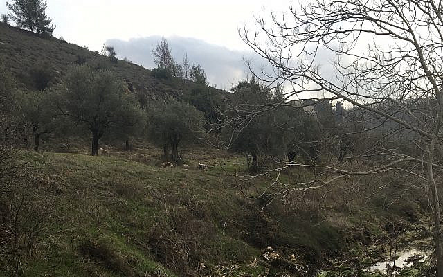 Nature in central Israel near Jerusalem in winter. (Photo by Noah Lawrence)