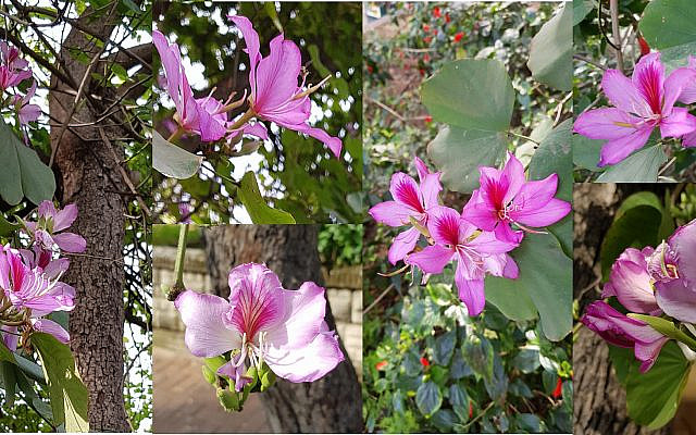 Orchid Tree in Ramat Gan - Photos and Photo Collage by Nili Bresler