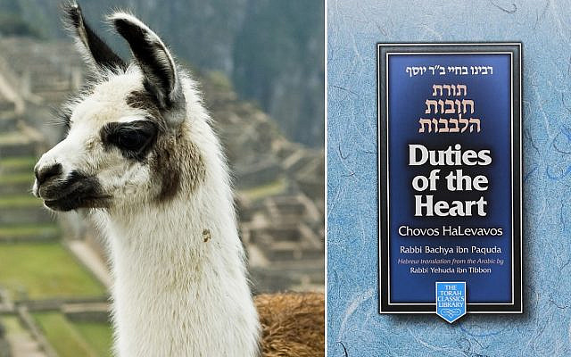 A llama in the Andes [Wikipedia] and “The Duties of the Heart”