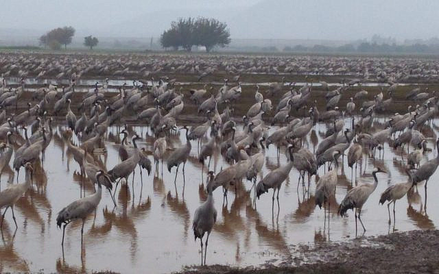 Cranes in the Hula Valley, December 2018. (Anne Gordon)
