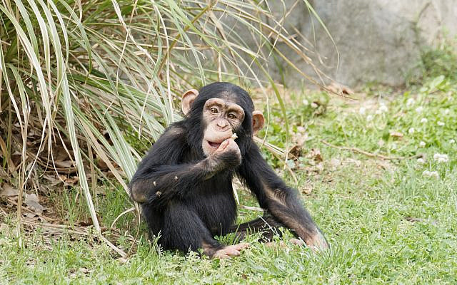 A chimpanzee sits on the grass. (iStock)