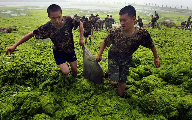 Blue-Green Algae in Lake Nahnu. (AP Photo/Ng Han Guan)