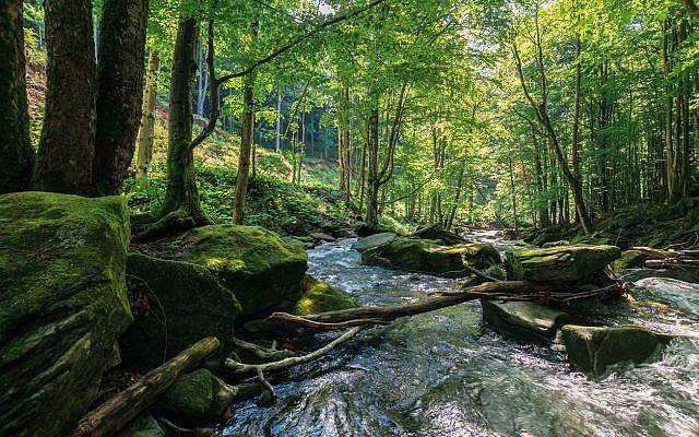 Trees and the rushing water of a stream. (iStock)