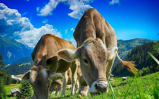 https://pixabay.com/photos/cows-cattle-farm-sky-clouds-2641195/