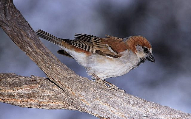 Great Sparrow (or Southern Rufous Sparrow or Rufous Sparrow), Passer motitensis at Marakele National Park, South Africa - male. Or דרור in Hebrew. (Hebrew Wikipedia, Derek Keats)