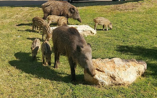 Wild boar in Haifa (photo by the author)