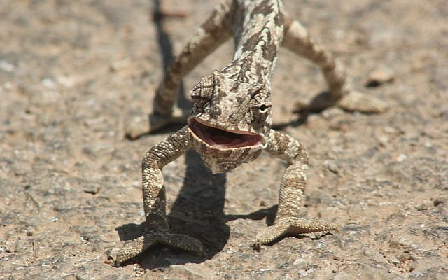 Chameleon open-mouthed - one eye forward, one looking back [Julian Alper]