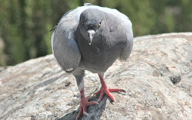 Rock (feral) pigeon [Julian Alper]