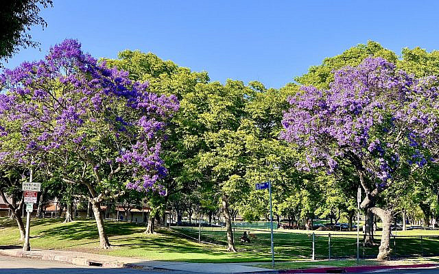 The Jacaranda trees offer a beautiful image of the value of Shalom -- radiant, lovely, and comforting.
