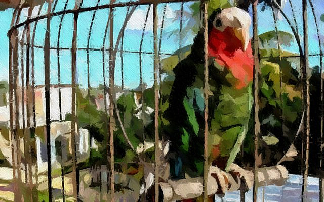 Ethop the Parrot, image colorized and modified by the author, from the public domain source Wikimedia.