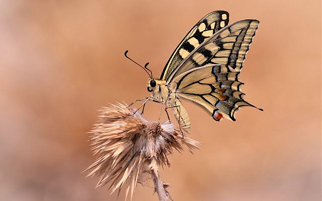 Swallowtail at Mount Arbel [Julian Alper]