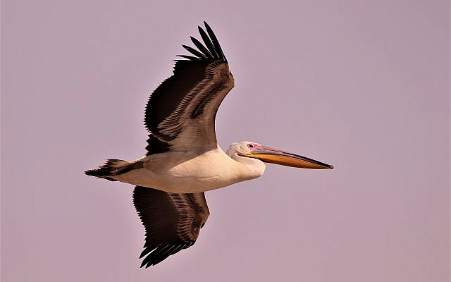 Pelican in flight near the Viker Lookout, near Netanya [Julian Alper]