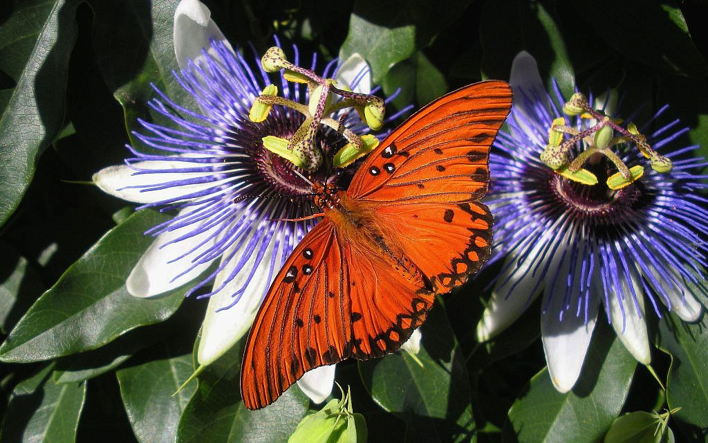 A Fritillary butterfly, which, like Heliconian, feeds on passion flower. (CC, Sharealike license 4.0)