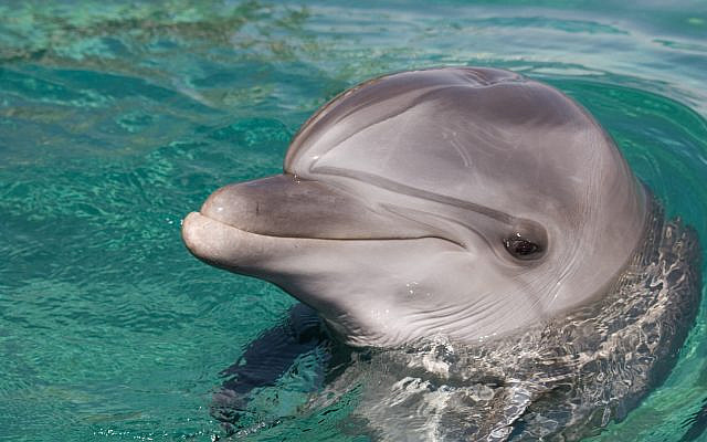 A dolphin at the Eilat dolphin reef (iStock)