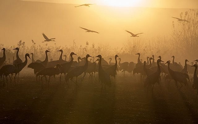 Sunrise at Agamon Hula during the crane migration (CC via Wikimedia)