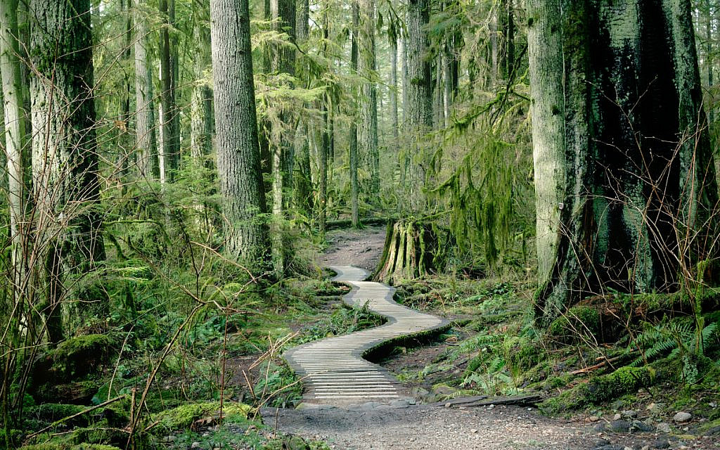 Illustrative. A path through the woods. (iStock)