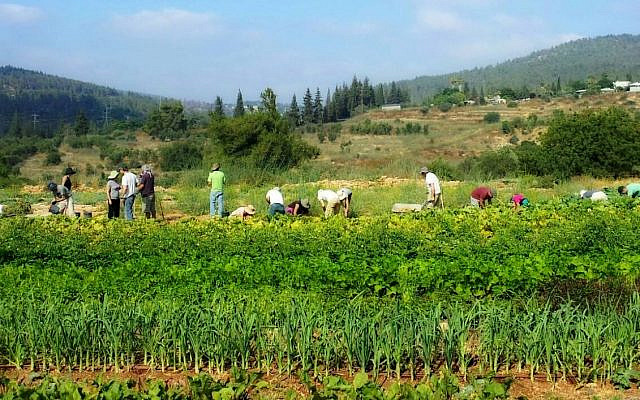 Kaima farmers tend to the fields at Moshav Beit Zayit. Each week, the farm’s team fills 550 individual customer orders for produce, using the proceeds to support its educational goals. Credit: Kaima Farms