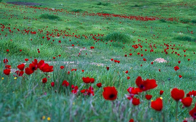 Shabbat Shira, Tu Bishvat and the Power of Music - Vimarsana News