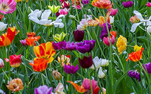 Photo of Spring flowers by Yoskel Zok