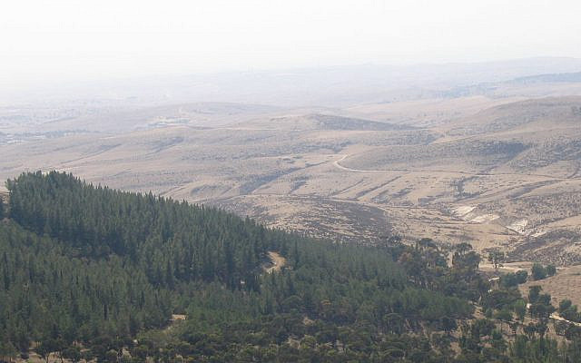 Yatir Forest. (Wikipedia)