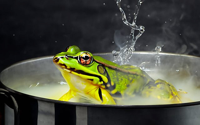 Frog Boilng Green2 640x400 