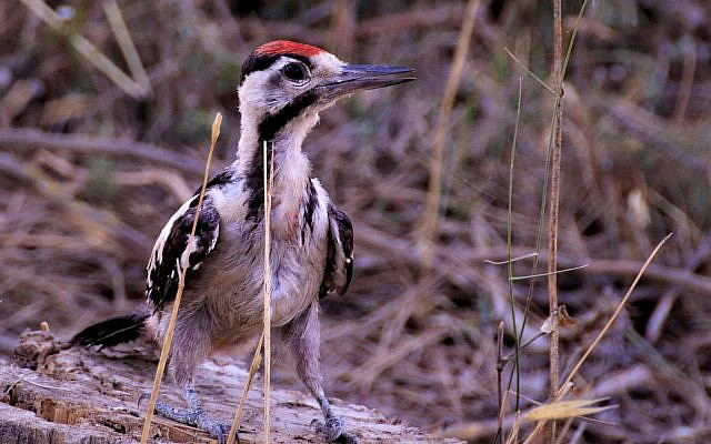 Syrian Woodpecker - Gazelle Valley, Jerusalem [JA]