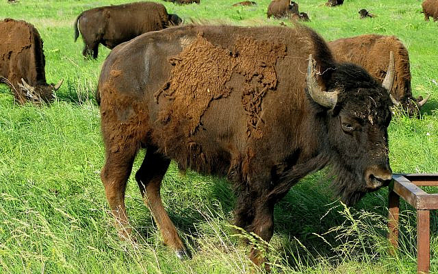 North American Bison. (Kurt Kaiser, Public Domain/ Wikimedia Commons)