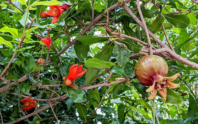 A pomegranate's magical metamorphosis from flower to fruit perfectly exemplifies the promise of potential.