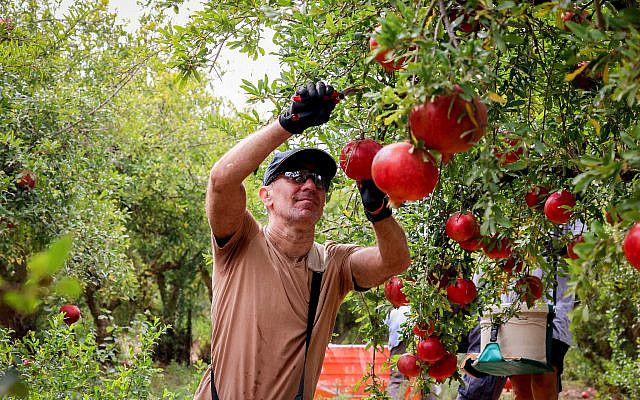 Israeli volunteers help out with pomegranade harvest at kibbutz Kfar Menahem, southern Israel on October 29 2023. Photo by Yossi Zamir/Flash90