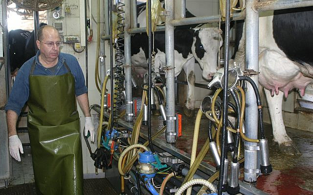 Former Israeli chief of staff and minister of defense Moshe (Bougie) Ya'alon milking cows under fire in Kibbutz Nahal Oz on the Israel Gaza border during Operation Cast Lead, January 2009. (Wikimedia Commons)