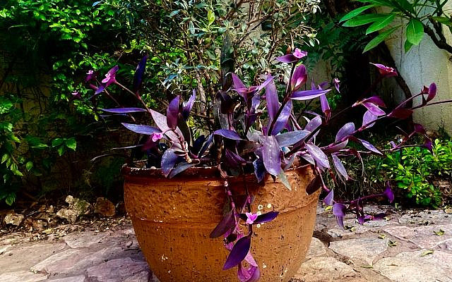 A 'Wandering Jew' flourishes when it finds a home in rich, Israeli soil (Image courtesy of author)