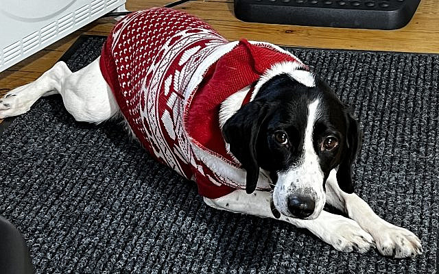 Stella in Christmas jumper, Photo by Rod Kersh, 2023