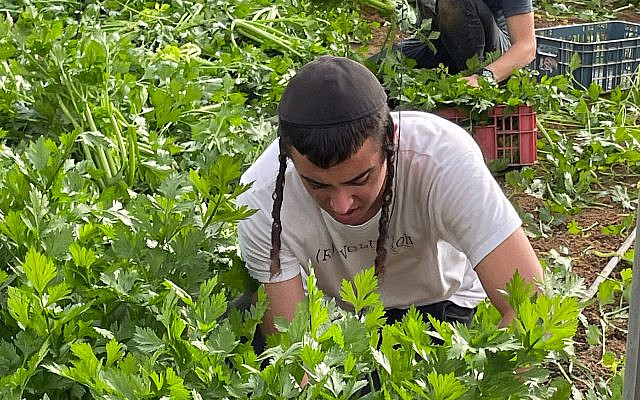 Cutting celery at Moshav Patish in the Gaza envelope (photo credit: Anne Dubitzky)