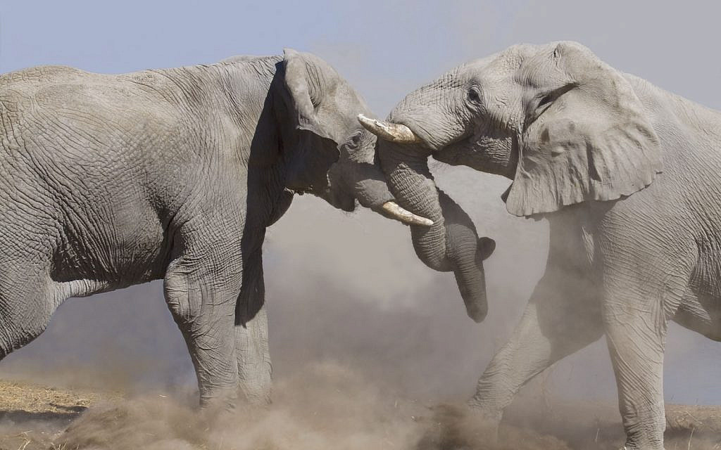 Fighting elephants (Michael Wick via Shutterstock)