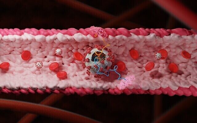 تصویر: ویروس کرونا که باعث آلودگی در عروق خونی می شود. (courtesy of Tel Aviv University)