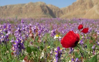 Des fleurs sauvages à la Mer Morte.(Avner Rinot, Société de protection de la nature en Israël)