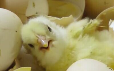 Un poussin tout juste sorti de l'oeuf (Crédit : Animals Now)