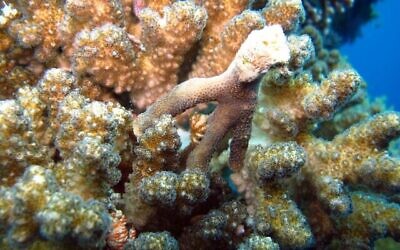 Des coraux poussent sur des pieux de construction dans le port d'Eilat. (Crédit : Dr Assaf Zvuloni, écologiste du district d'Eilat/Autorité de la nature et des parcs)