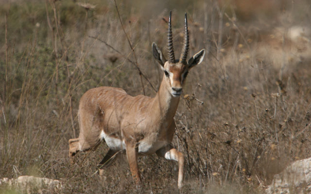 Une gazelle dans la réserve protégée de la Vallée des daims à Jérusalem (Crédit :  Haim Shohat/Flash90)