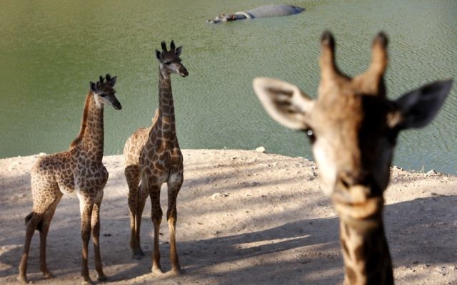 Giraffe au zoo biblique de Jérusalem (Crédit: Miriam Alster/Flash90)