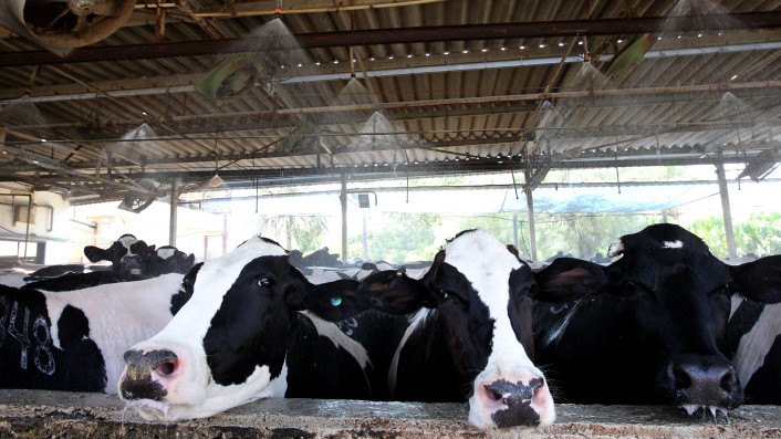 Dairy cows in Kibbutz Galgal (photo credit: Miriam Alster/Flash90)