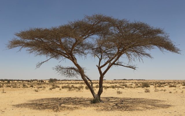 Un acacia dans le désert du Negev. Crédit :  Nati Shohat/Flash 90)