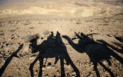 Des chameaux dans le désert (Crédit : Keren Freeman/Flash90)