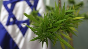 Un plant de cannabis. Illustration. (Crédit : Kobi Gideon/Flash90)